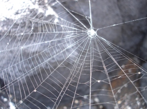cobweb 1